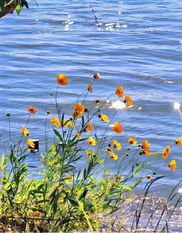 Flowers by the water - Paint by numbers