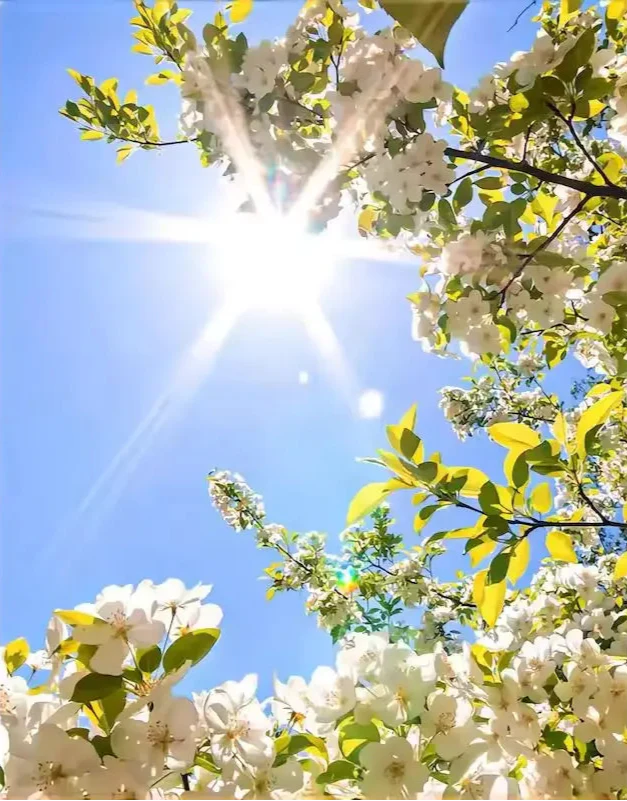 Sunbeam - Paint by numbers